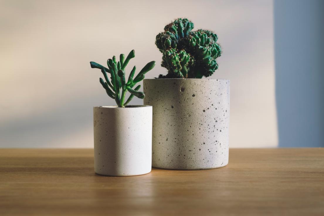 Two potted plants of different heights inside white pots sitting on a wooden surface against a white background.